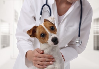 Does Pet Insurance Cover Pre-Existing Conditions?