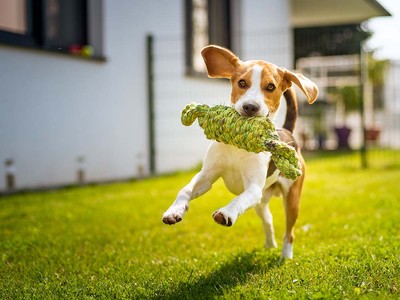 Is It Safe for Dogs to Eat Cottage Cheese?
