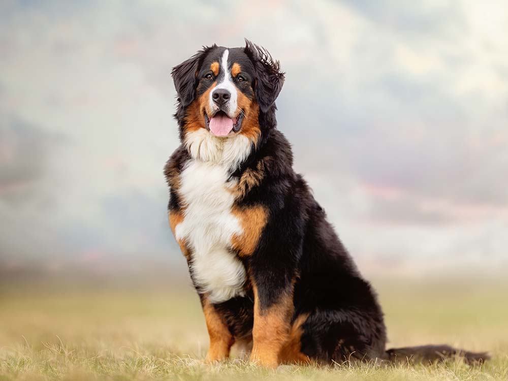 Breed Information Average Size Of A Bernese Mountain Dog Life Span