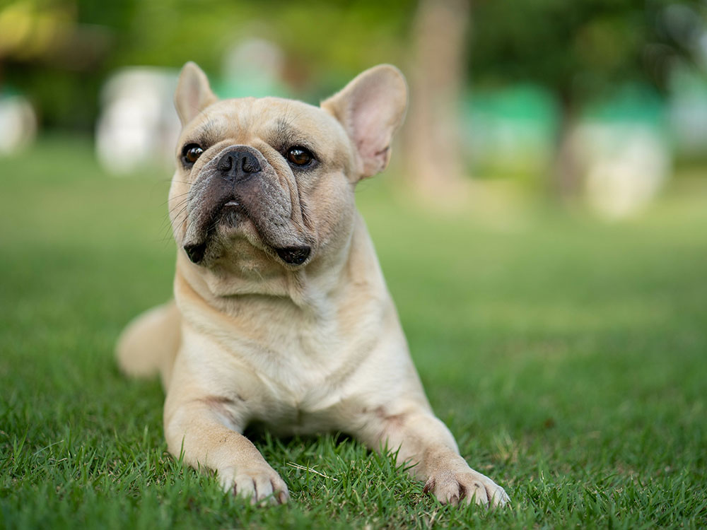 Medium Sized Dogs Suitable For Apartment Living An Apartment Dog