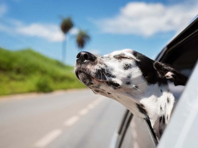 Is It Safe for Dogs to Eat Apples?
