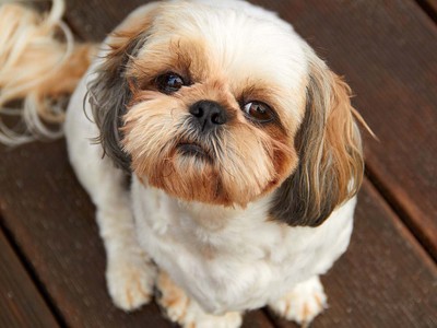 Cost of Owning a Shih Tzu (2026): Purchase, Vet Bills, and More