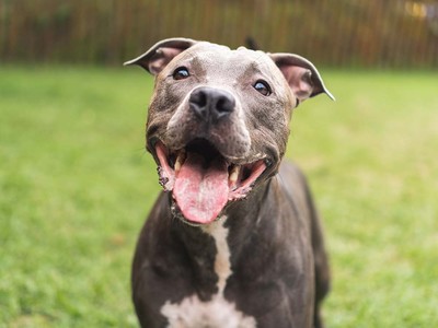 Is It Safe for Dogs to Eat Peppers?