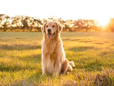 Is It Safe for Dogs to Eat Blackberries?