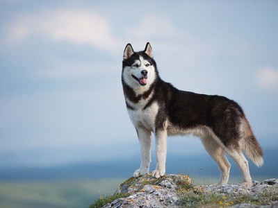 Cost of Owning a Siberian Husky (2026): Purchase, Vet Bills, and More