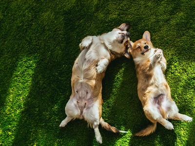 Is It Safe for Dogs to Eat Beets?