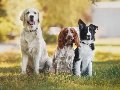 Is It Safe for Dogs to Eat Chocolate?