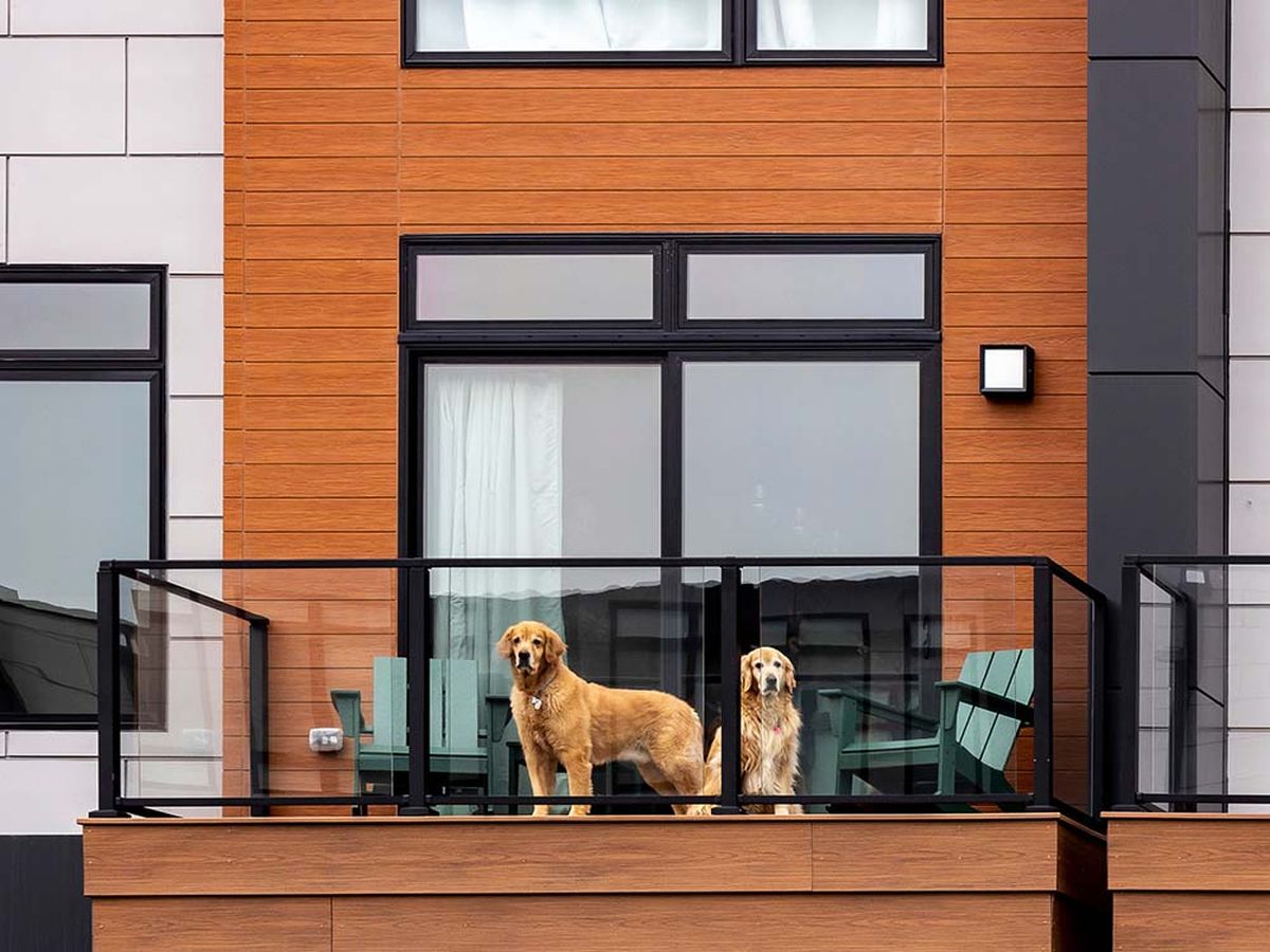 Pet Life Insurance: How It Works and Who Needs It | Insurify