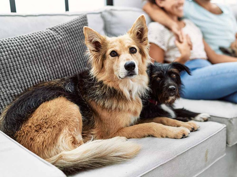 Is It Safe for Dogs to Eat Ice Cream?