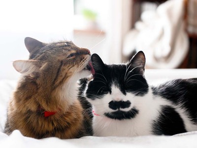 Best Pet Insurance in Wyoming