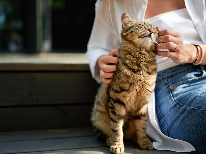 Average Pet Insurance Rates as of April 2026 | Insurify