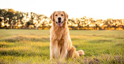 Cost of Owning a Golden Retriever (2026): Purchase, Vet Bills, and More