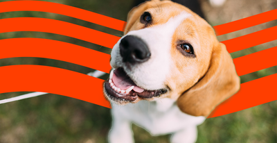 Cost of Owning a Beagle (2025): Purchase, Vet Bills, and More