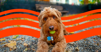 Best Pet Insurance in Arizona (2025)