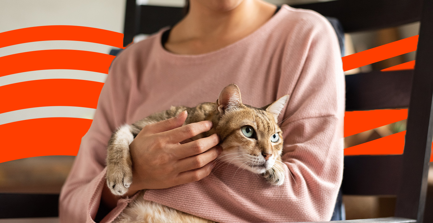 Best Emergency Pet Insurance Companies (2024) Insurify