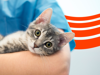 Best Pet Insurance in New York City (2025)