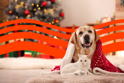 Winter Pet Safety Tips for Dogs and Cats