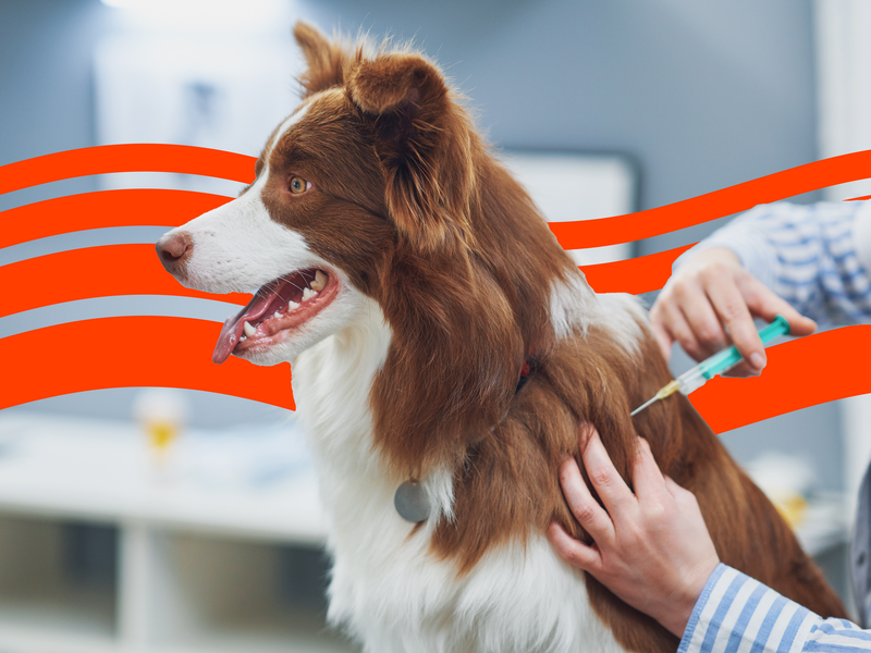 Pet insurance information guides insights and tips insurify