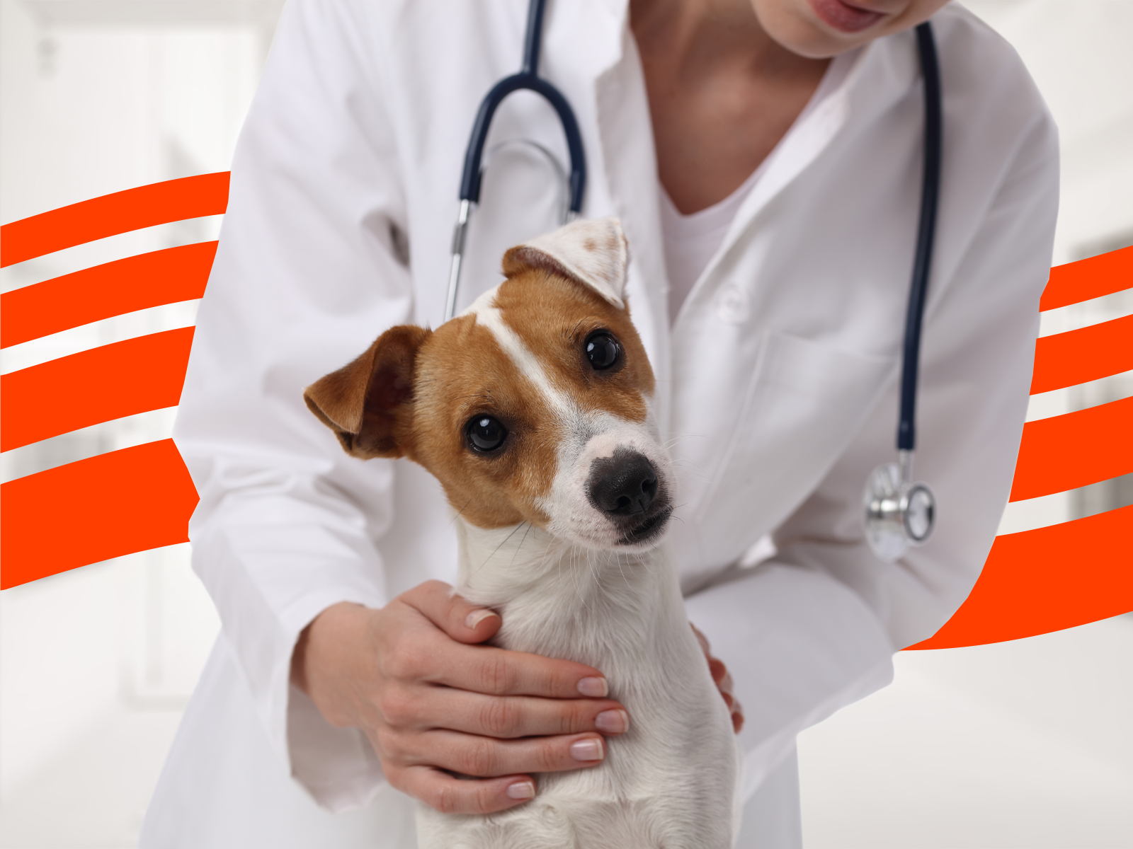 Pet Insurance Vet Payment Plans Near Me Veterinary Clinic Senior