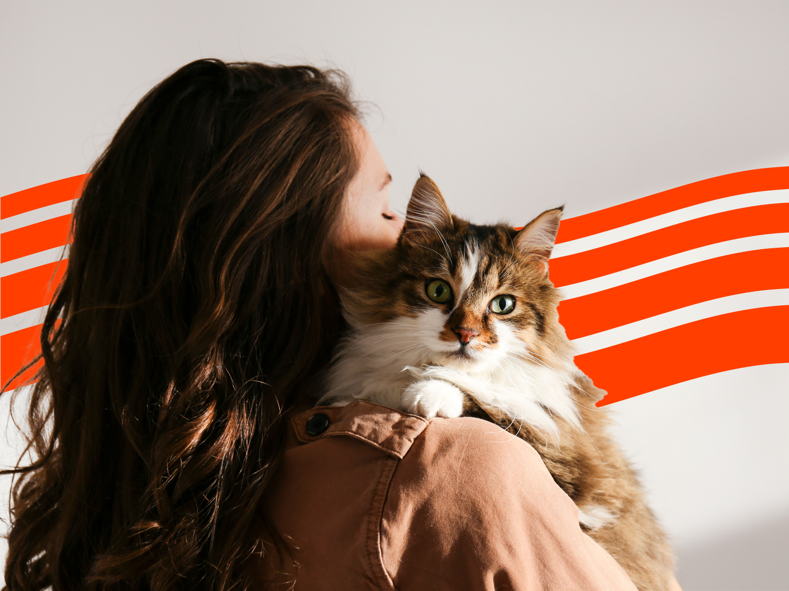 cat care cat drop in visits