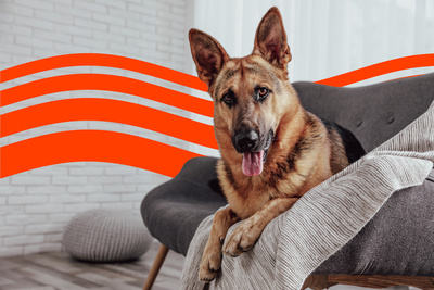 Cost of Owning a German Shepherd (2025): Purchase, Vet Bills, and More
