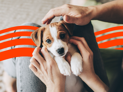 Learn More: Puppy Insurance: The Best Plans for Your Pup