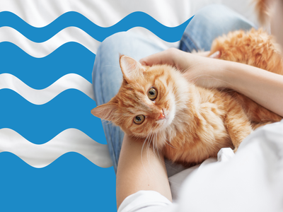 Best Pet Insurance Companies