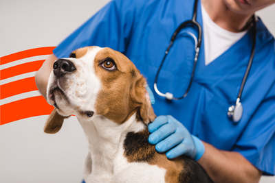 Best Pet Insurance in Mississippi (2025)