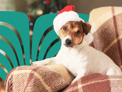 29 Holiday Pet Safety Tips for Dogs and Cats