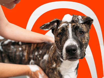 Best Pet Insurance Companies