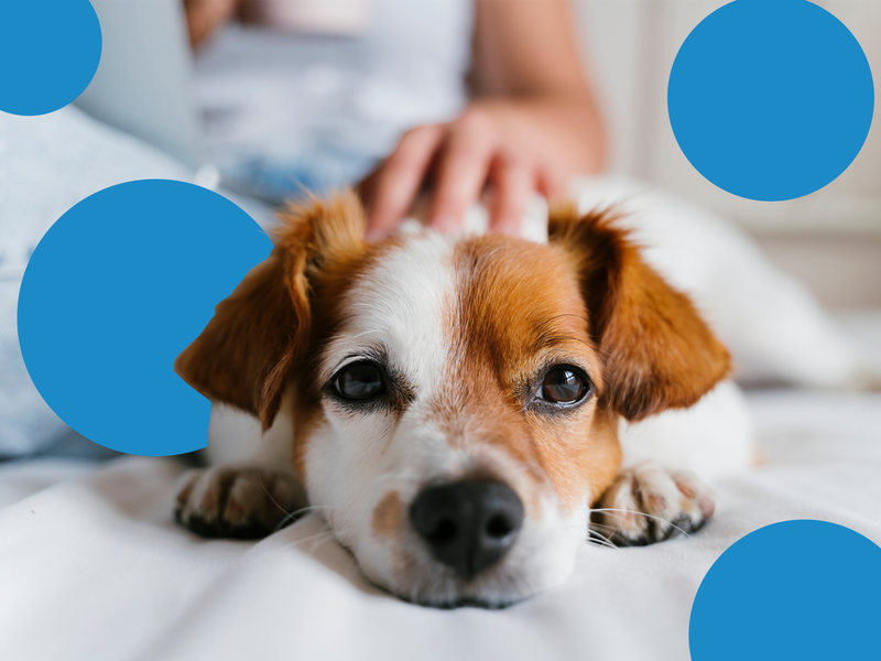 How Much It Costs to Spay or Neuter Your Dog