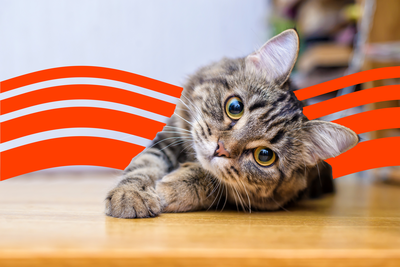 How Much Is a Vet Visit for a Cat? (2025)