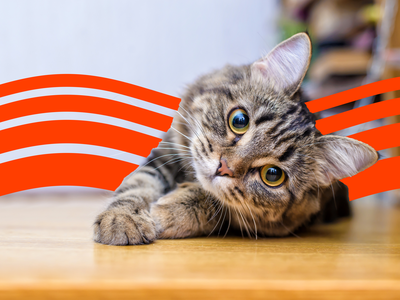 How Much Is Pet Insurance in 2023?