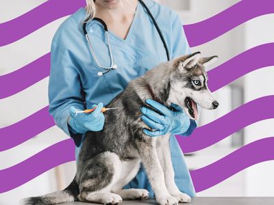 How Much Does the Vet Cost?