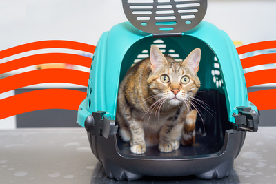 Best Pet Insurance in Oregon (2025)
