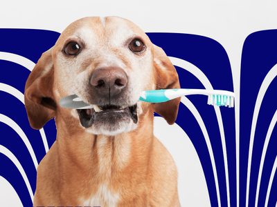 Pet Insurance and Dental Care: What You Need to Know