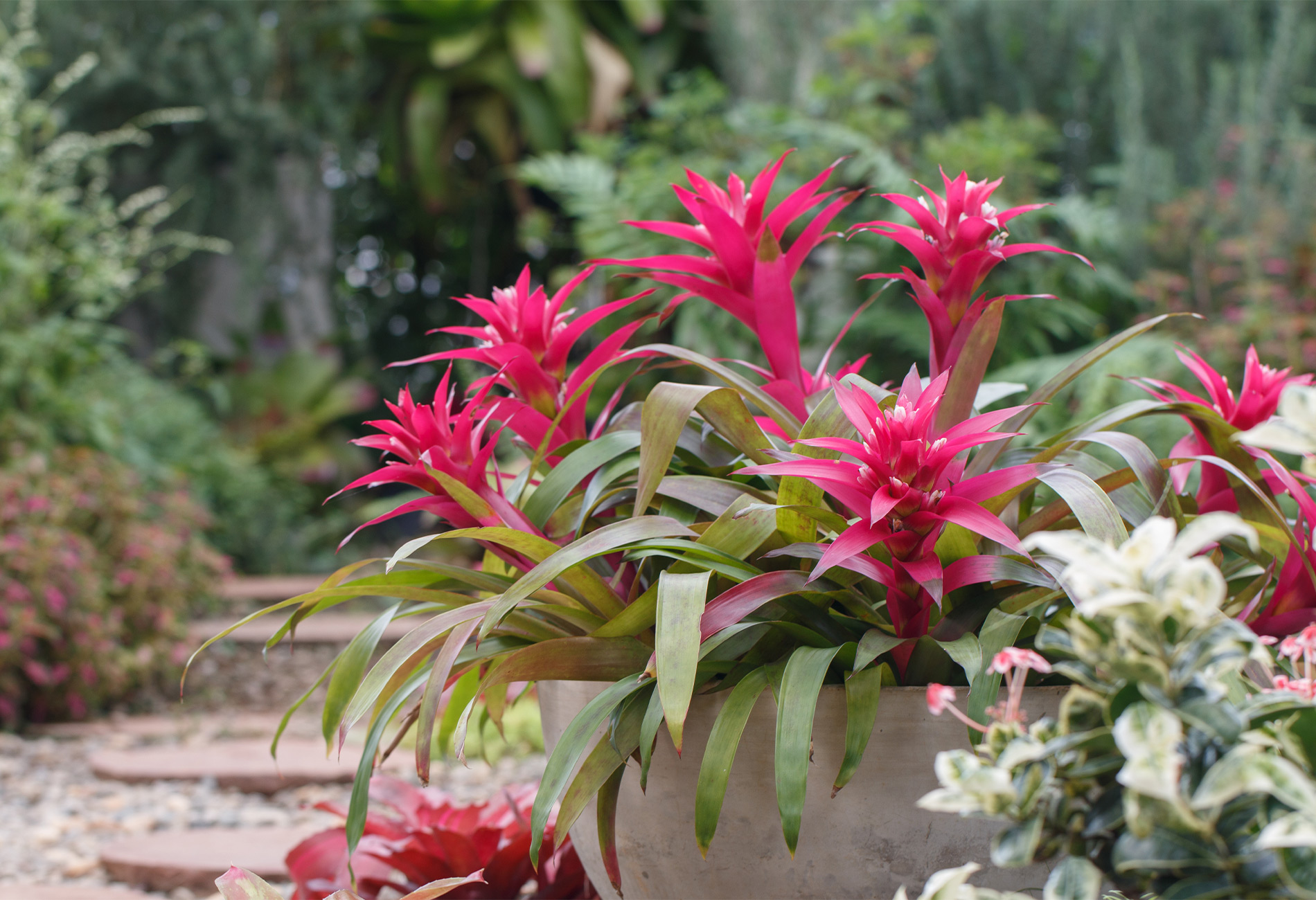 20 PetSafe Indoor Houseplants for Cats and Dogs (2023) Insurify