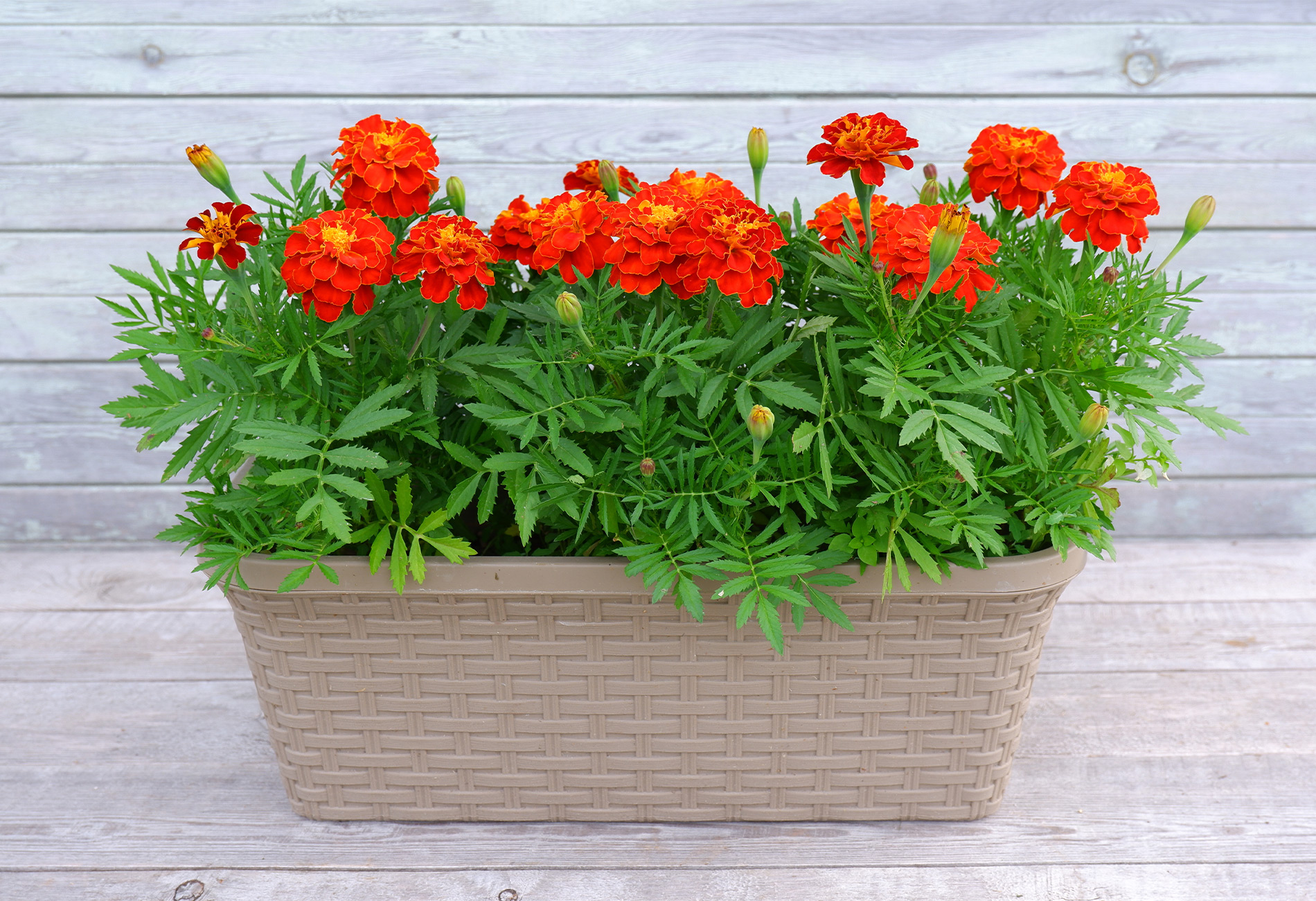 20 PetSafe Indoor Houseplants for Cats and Dogs (2024) Insurify