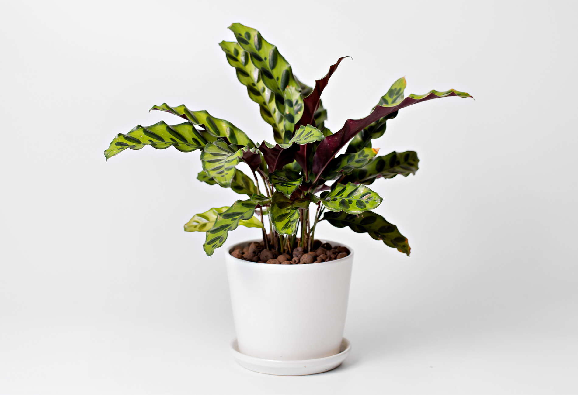 20 PetSafe Indoor Houseplants for Cats and Dogs (2023) Insurify
