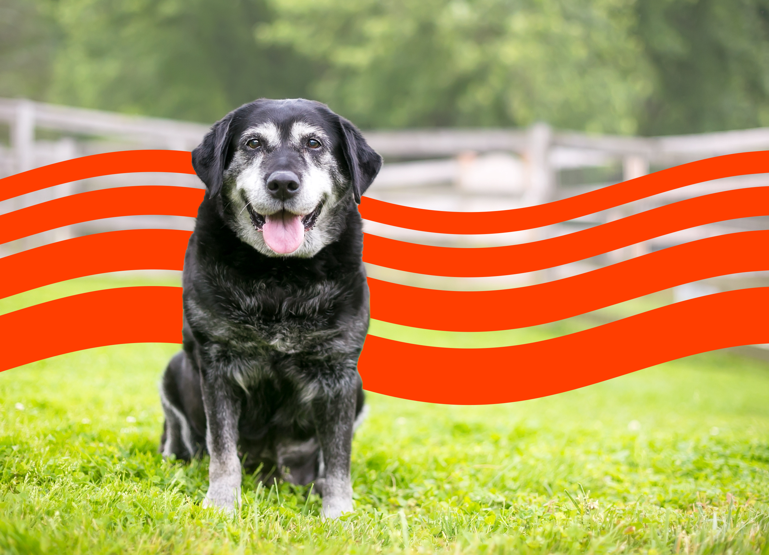 Best Pet Insurance for Older Dogs (2025) Insurify