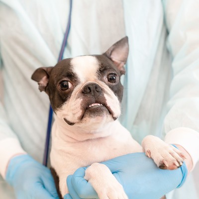 Nationwide May Drop 100K Pet Insurance Policies