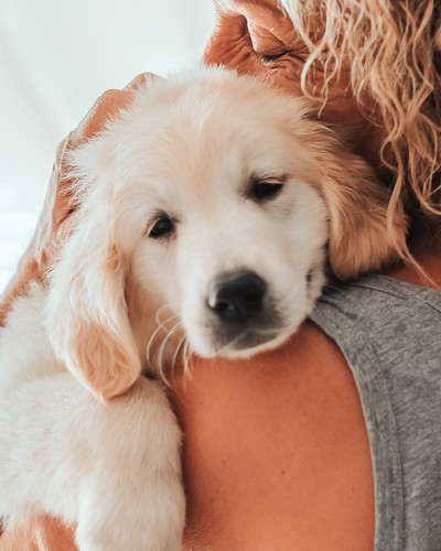 Two Large California Pet Insurers Set to Hike Rates in 2024