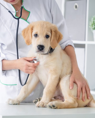 Florida Mulls Bill to Leash Pet Insurance Providers