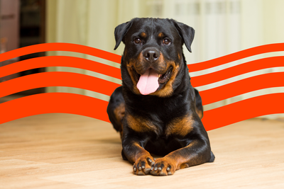 Cost of Owning a Rottweiler (2025): Purchase, Vet Bills, and More