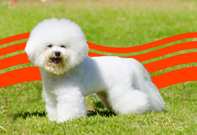 Cost of Owning a Bichon Frise (2025): Purchase, Vet Bills, and More