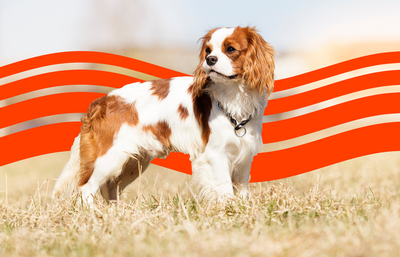 Cost of Owning a Cavalier King Charles Spaniel (2025): Purchase, Vet Bills, and More