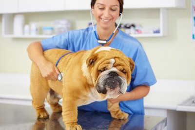24% and 31.6% Rate Hikes on the Way for Pet Parents With American Home Insurance