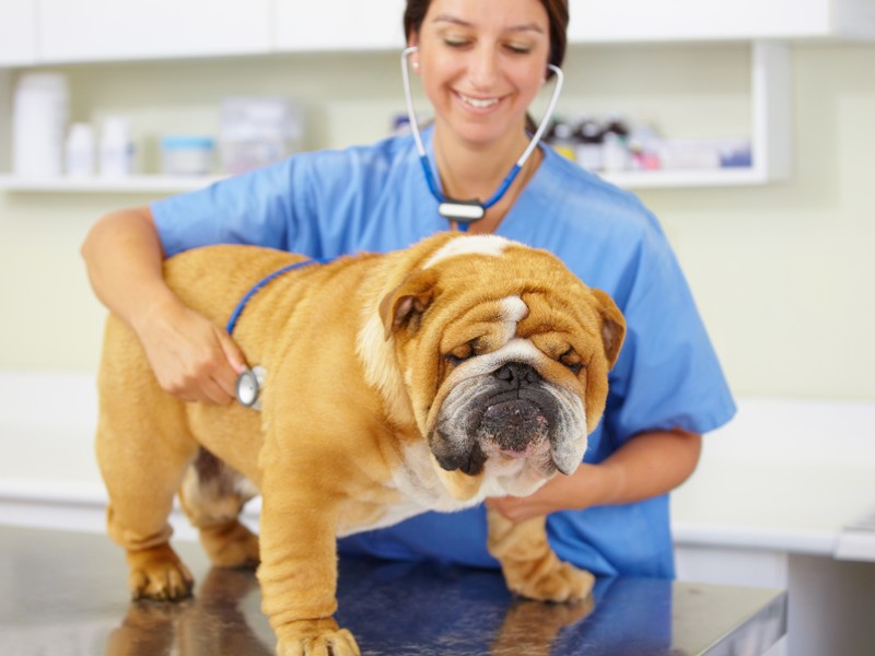 Best Pet Insurance for Older Dogs (@CurrentYear)