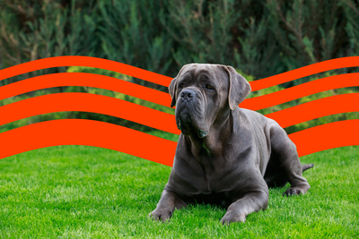 Cost of Owning a Cane Corso (2025): Purchase, Vet Bills, and More
