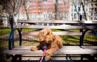 New York Moves to Regulate Pet Insurance Industry in the State